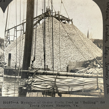 Oyster Shells Used as Bedding for Young Oysters Hampton Stereoview Card H2-2