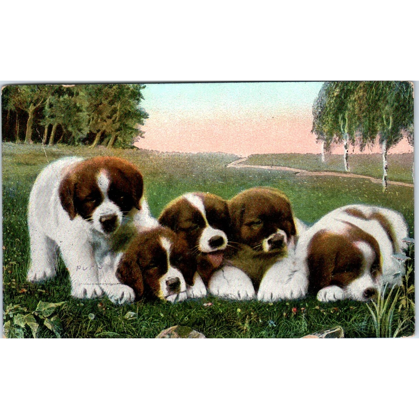 Saint Bernard Puppy Dogs Vintage French Original Postcard TK1-27