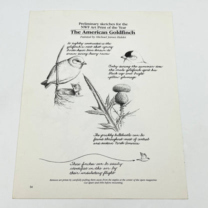 Vintage Art Print The American Goldfinch Michael James Riddet 8.5 x 11 AA8