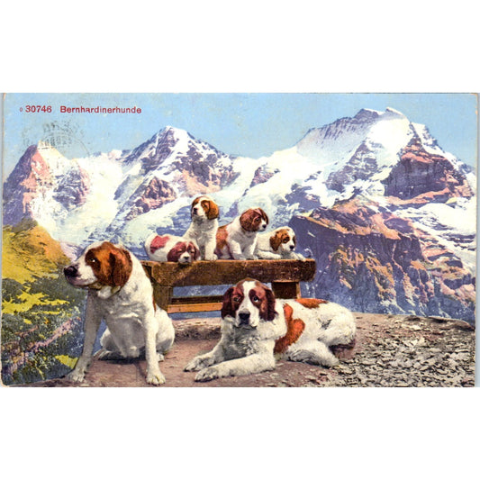 Saint Bernard Dog Puppies Swiss Alps 1930s Original Postcard P1-12