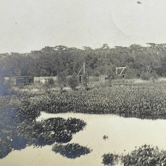 1903 Original Photo Pond Lillies Southern Pacific Railroad RR in Louisiana AC7