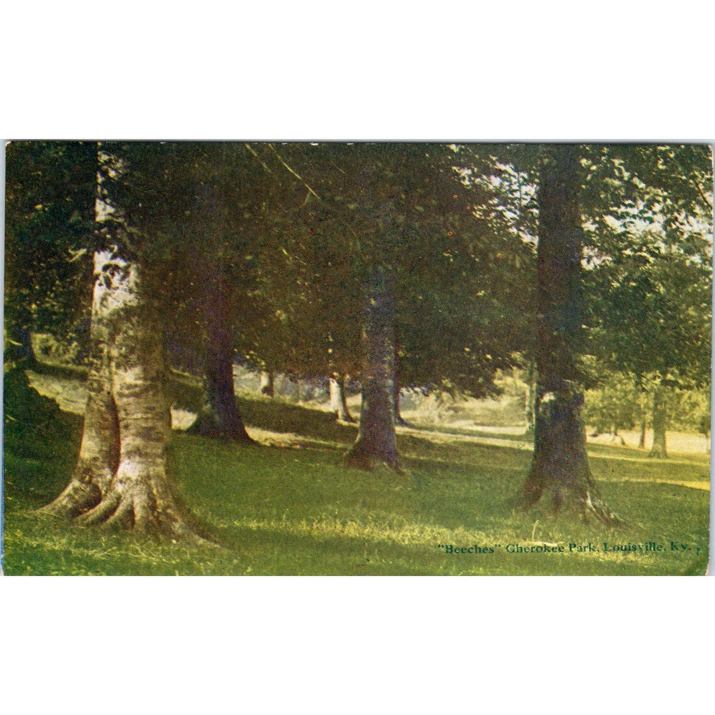 Beeches Cherokee Park Louisville KY Original Postcard TK1-P1