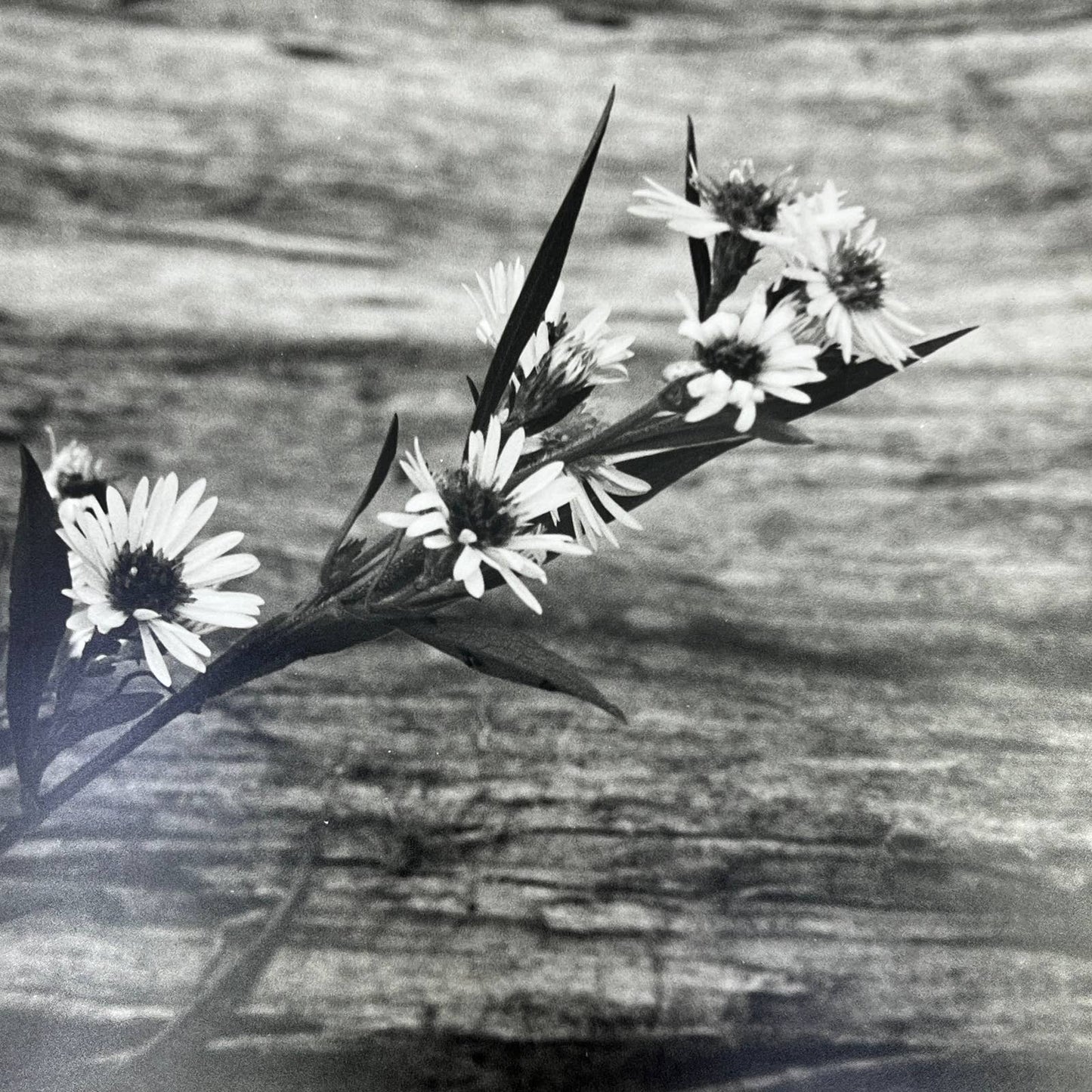 Vtg Original Art B&W Photo Daisies Randolph Allen Kennedy 11x14 FL4