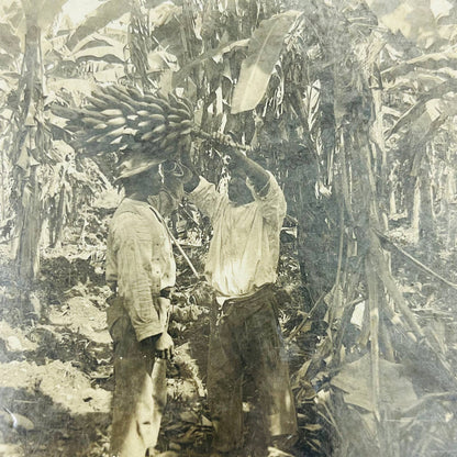 1890s Stereoview Card Locals Cutting Bananas in Jamaica SB8