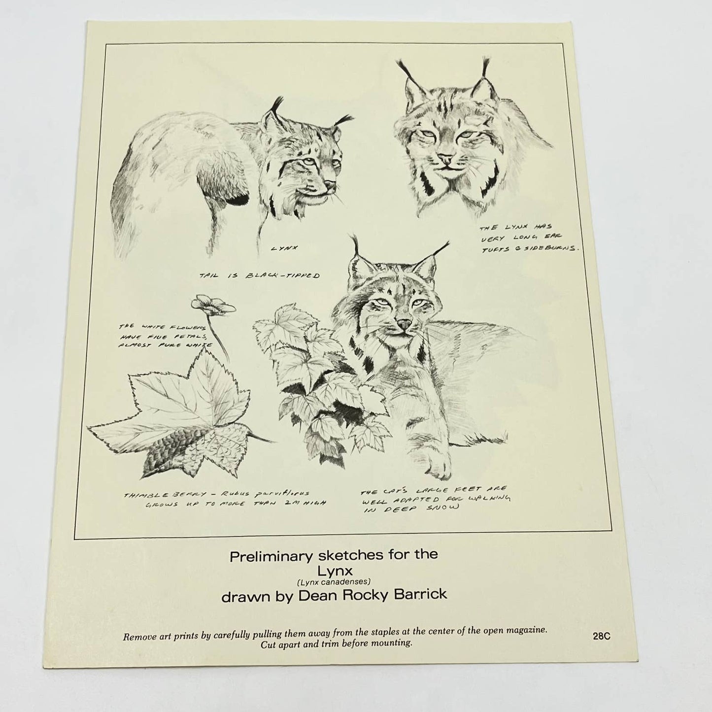 Vintage Art Print Lynx Canadenses Dean Rocky Barrick 8.5 x 11 AA8