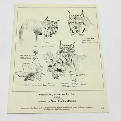 Vintage Art Print Lynx Canadenses Dean Rocky Barrick 8.5 x 11 AA8