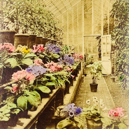 1891 Stereoview Hand Tinted Among The Flowers Botanic Gardens Edinburgh Scotland