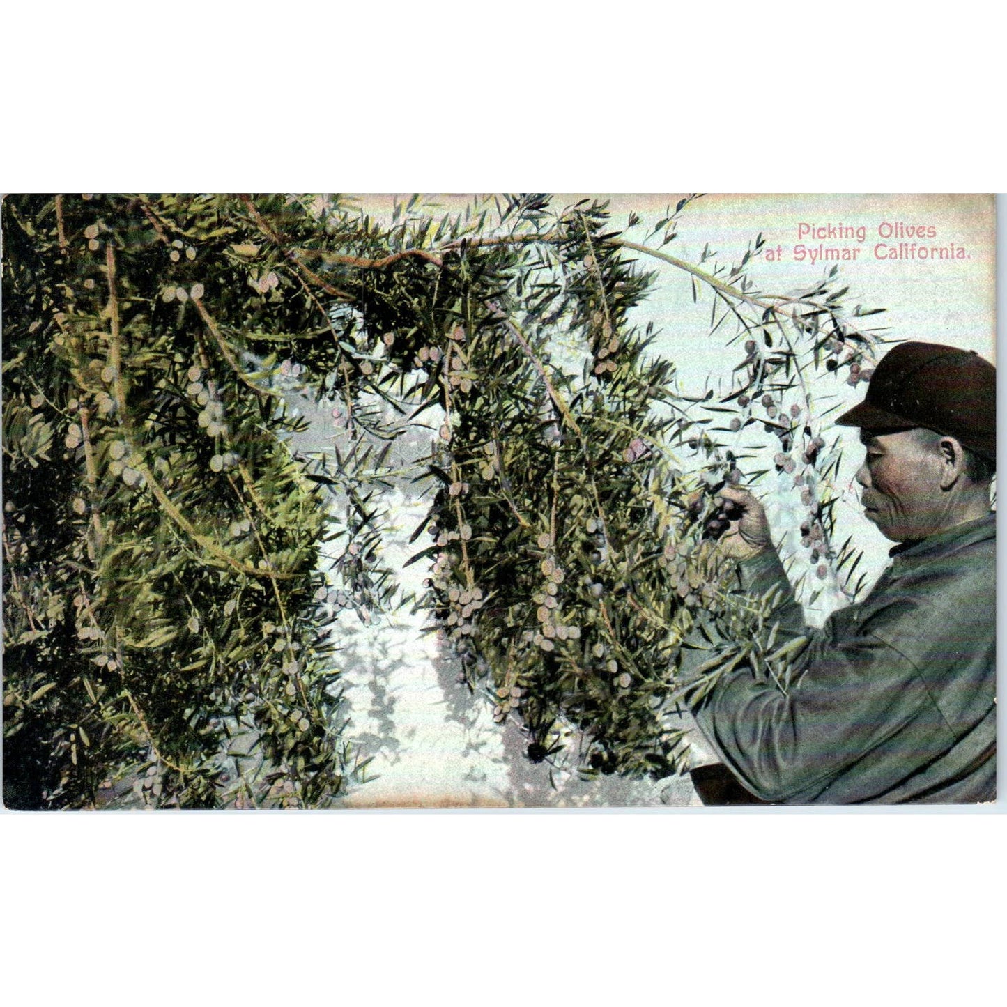 Picking Olives at Sylmar California c1910 Original Postcard TK1-P20