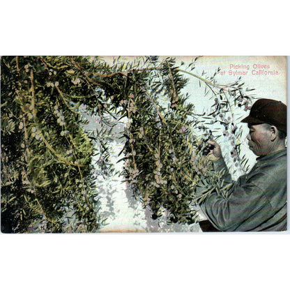 Picking Olives at Sylmar California c1910 Original Postcard TK1-P20