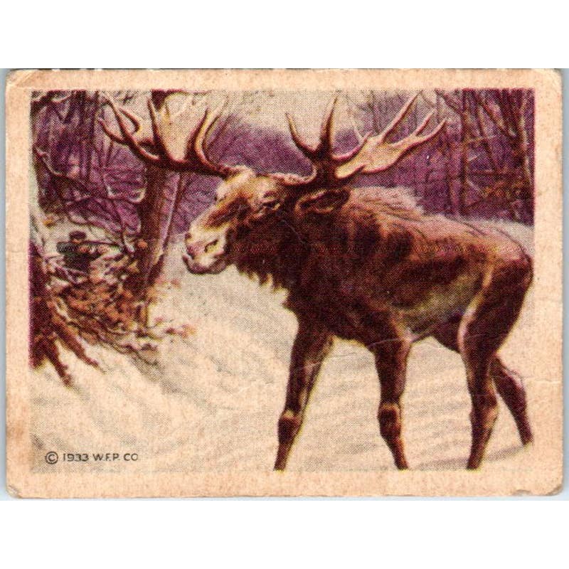 1933 Moose Hunted Animals Big Game Planters Peanut Trade Card #20 SE5