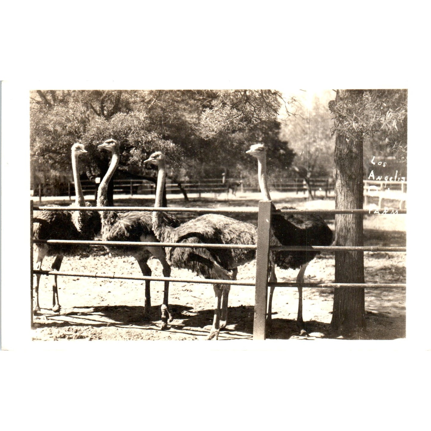 Los Angeles Ostrich Farm RPPC Original Postcard P2-7