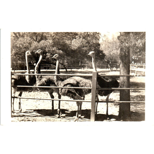 Los Angeles Ostrich Farm RPPC Original Postcard P2-7
