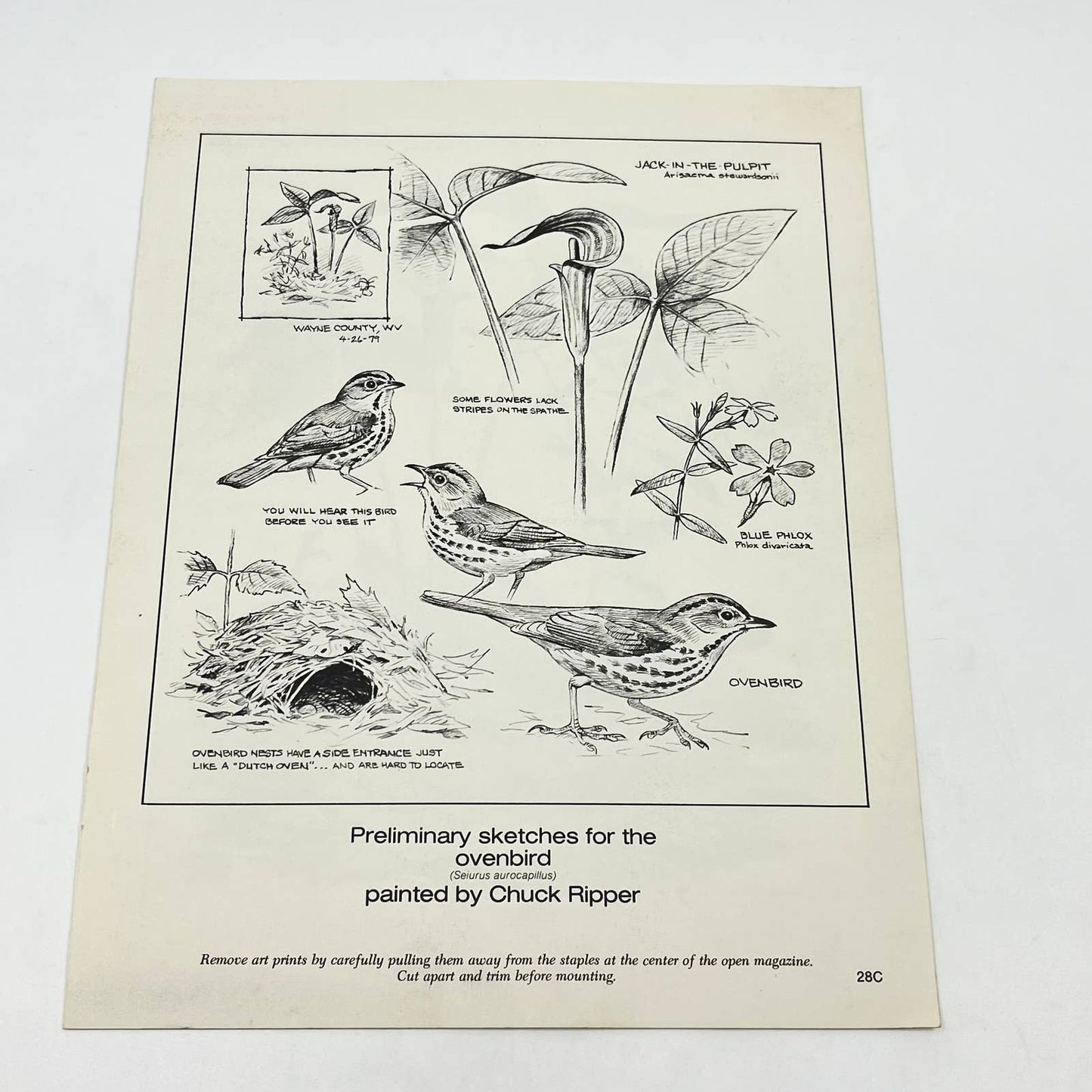 Vintage Art Print The Ovenbird Chuck Ripper 8.5 x 11 AA8