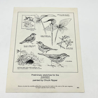 Vintage Art Print The Ovenbird Chuck Ripper 8.5 x 11 AA8