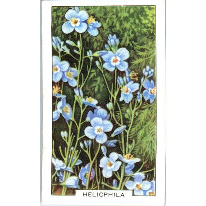 1930s Gallaher Cigarette Card Garden Flowers #17 Heliophila SE5