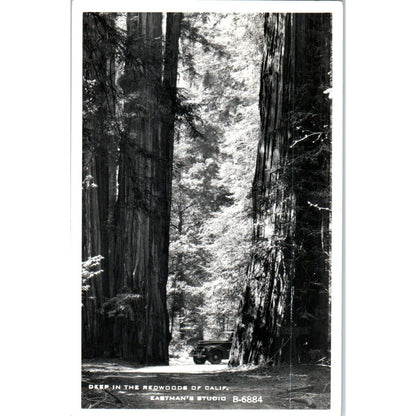 Deep in the Redwoods of CA RPPC Original Postcard TK1-P15