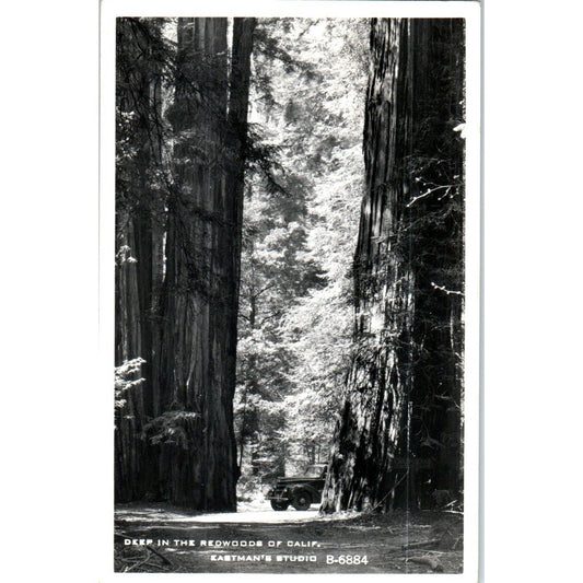 Deep in the Redwoods of CA RPPC Original Postcard TK1-P15