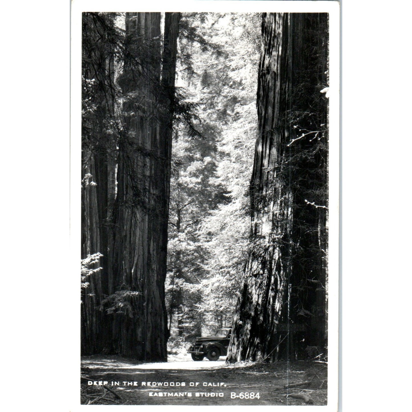 Deep in the Redwoods of CA RPPC Original Postcard P2-5