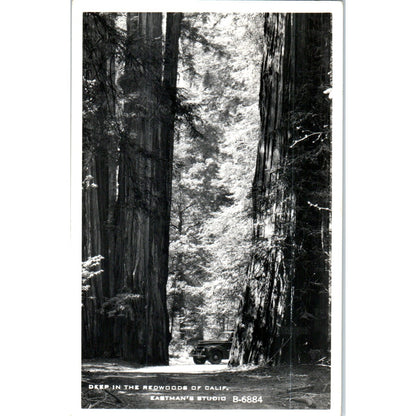 Deep in the Redwoods of CA RPPC Original Postcard P2-5