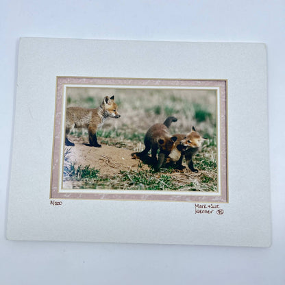 1995 Matted Limited Photo Print of Fox Kits Mark & Sue Werner 3/500 8 x 10 FL3