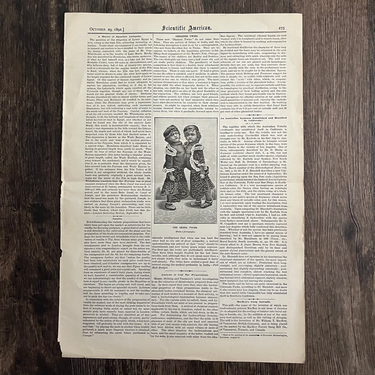 The Orissa Conjoined Twins Engraving & Article 1892 Scientific American D8-2