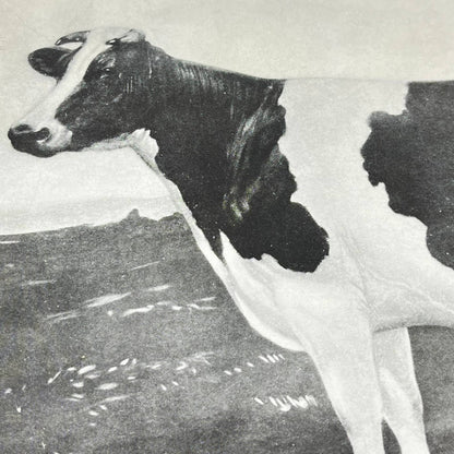 1923 Holstein-Friesian Cow Print: A Familiar Friend, The Cow 9x12” FL3