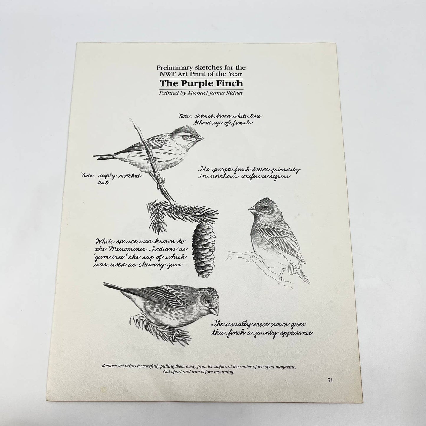 Vintage Art Print Purple Finch Michael James Riddet 8.5 x 11 AA8