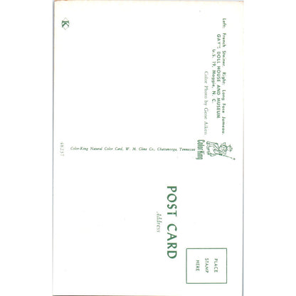 French Steiner and Long Face Jumeau Doll Gay's Doll House Original Postcard PB10