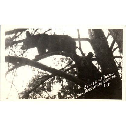 Antique RPPC Postcard Black Bears Up a Tree Minnesota Arrowhead Country SE5