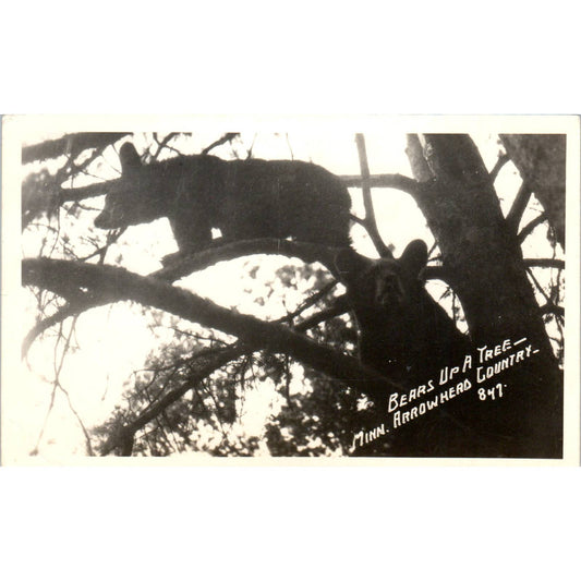 Antique RPPC Postcard Black Bears Up a Tree Minnesota Arrowhead Country SE5