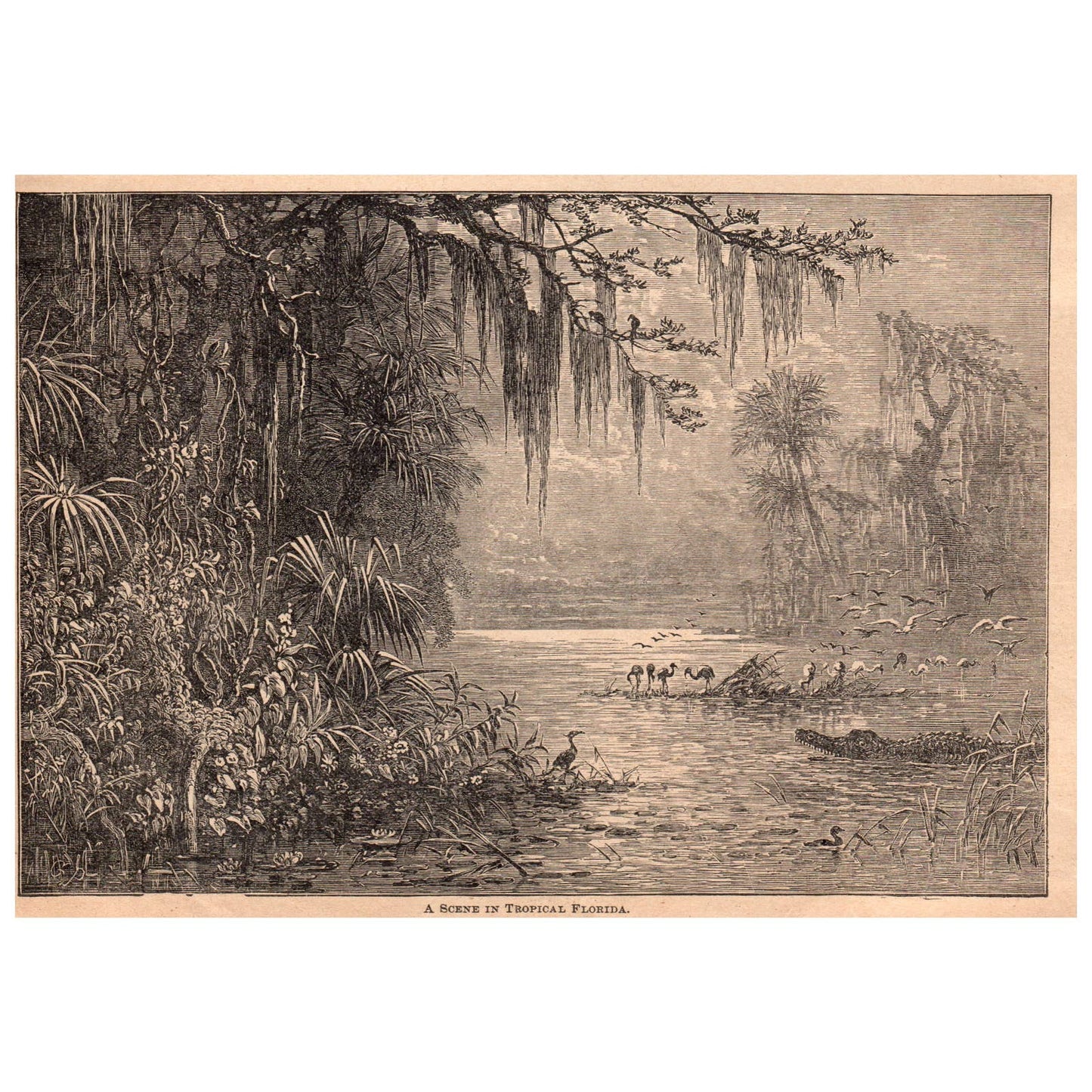 A Scene in Tropical Florida 6x8" Original Engraving 1899 TJ8-7