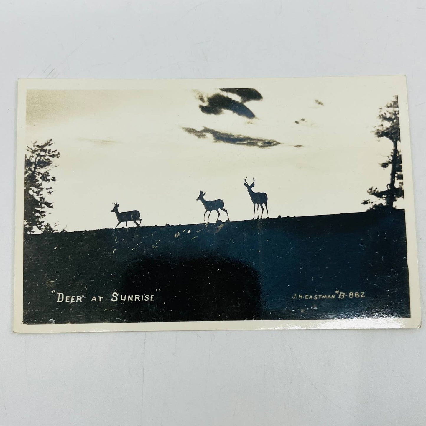 Early 1900s RPPC Deer At Sunrise Eastman PA9