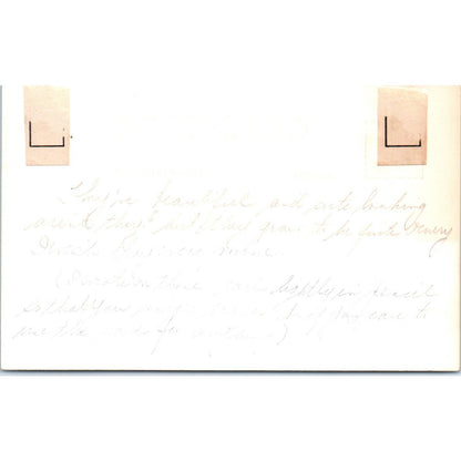 Baby Wolves RPPC Alaska Original Postcard TK1-30