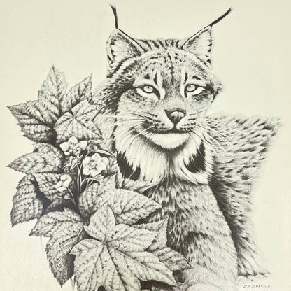 Vintage Art Print Lynx Canadenses Dean Rocky Barrick 8.5 x 11 AA8