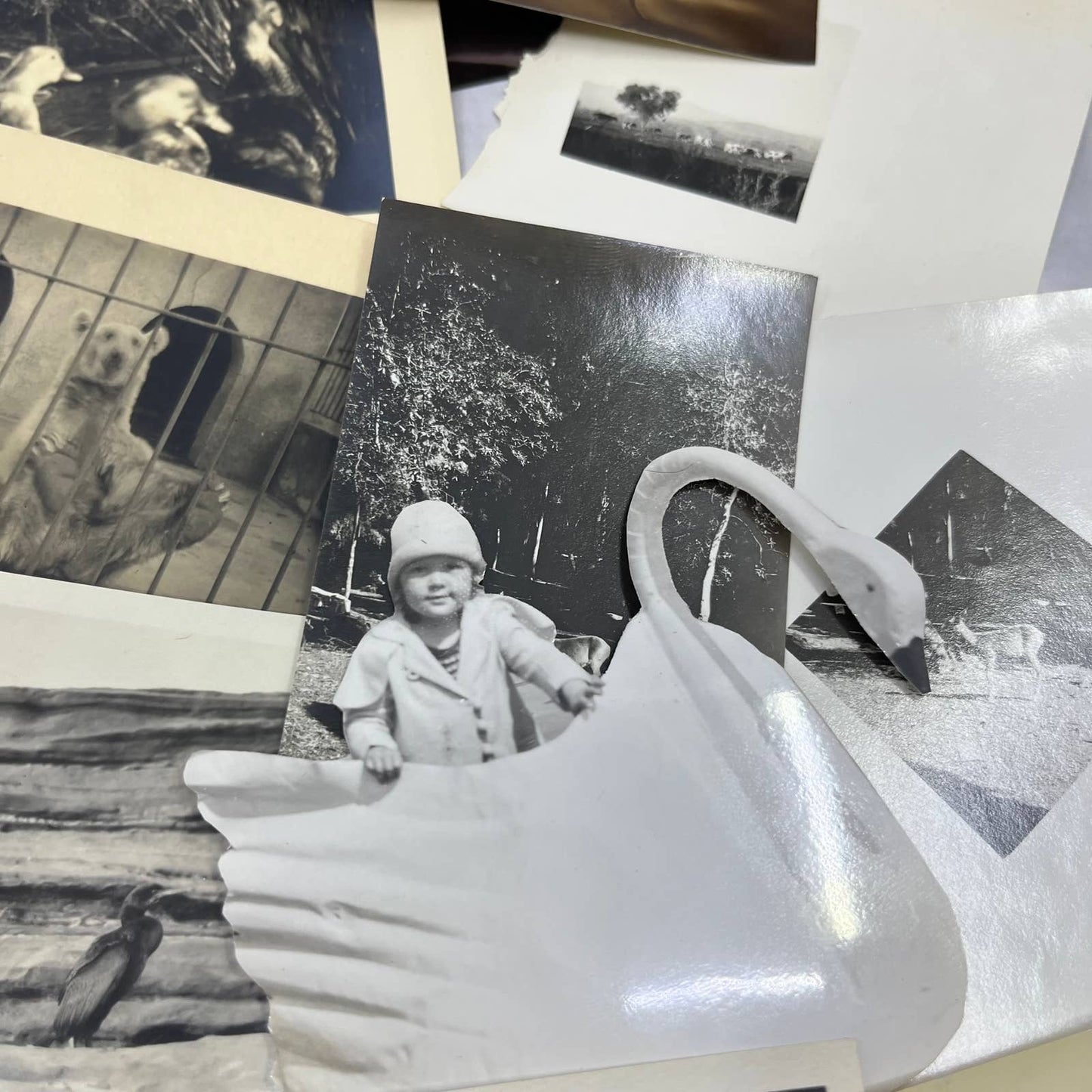 1920s Collection of Photos & Negatives of Birds and Animals TJ9-PG4