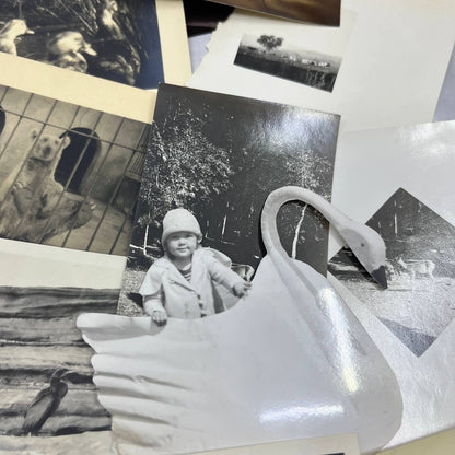 1920s Collection of Photos & Negatives of Birds and Animals TJ9-PG4