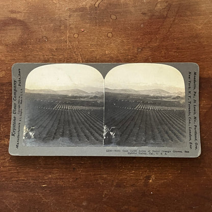 Navel Orange Groves San Gabriel Valley CA 1903 Antique Stereoview Card TJ9-V1