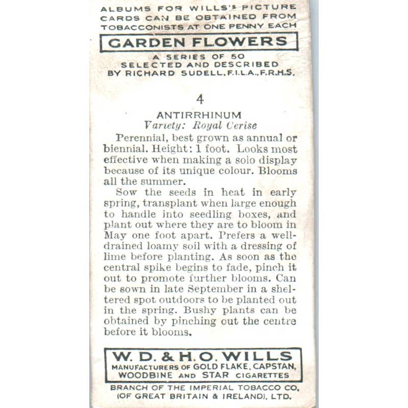 1930s Wills's Cigarette Card Garden Flowers #4 Antirrhinum SE5