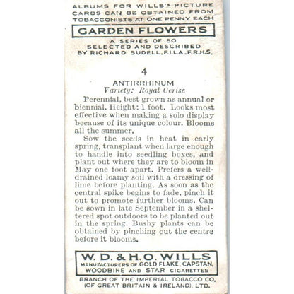 1930s Wills's Cigarette Card Garden Flowers #4 Antirrhinum SE5