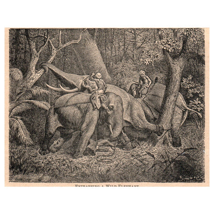 Entrapping a Wild Elephant 5x4" Original Engraving 1899 AK5-H6