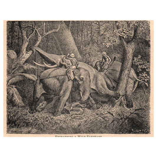 Entrapping a Wild Elephant 5x4" Original Engraving 1899 AK5-H6