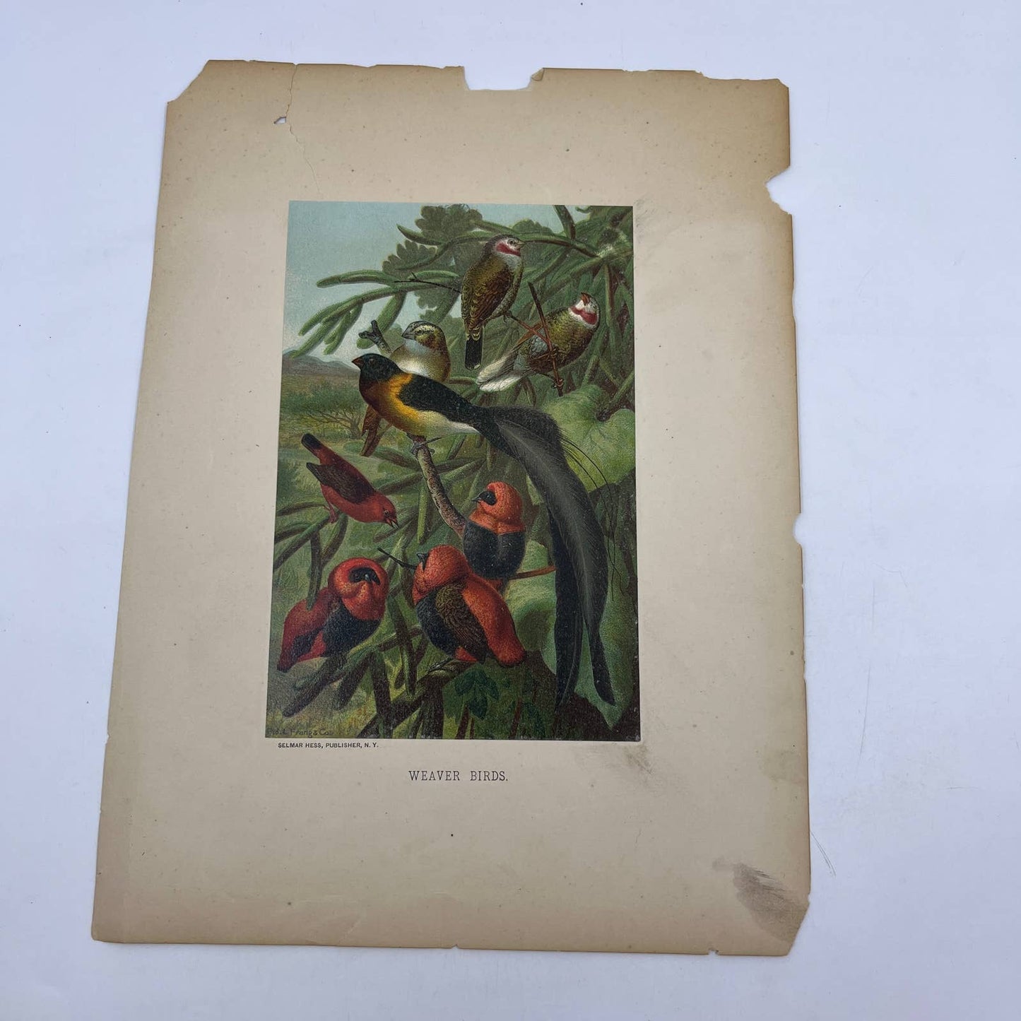 1890s Chromolithograph Selmar Hess, Louis Prang WEAVER BIRDS FL5