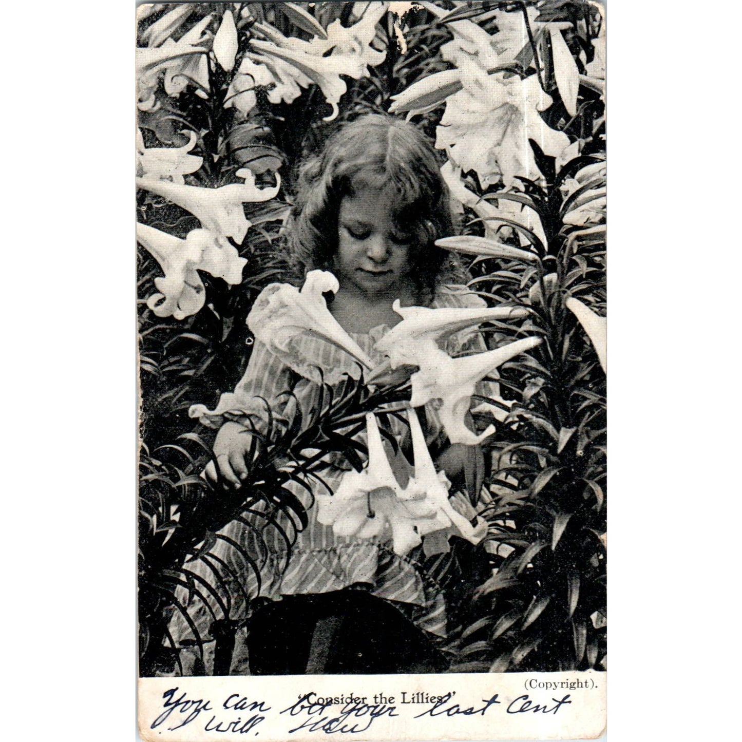 Consider the Lilies 1907 Original Postcard TK1-P13