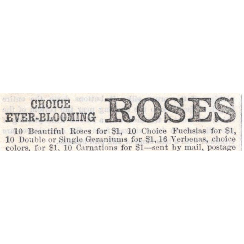 Roses - Sked, Paddock & Co Cleveland OH - Victorian Ad 1878 Original TJ7-L2-1