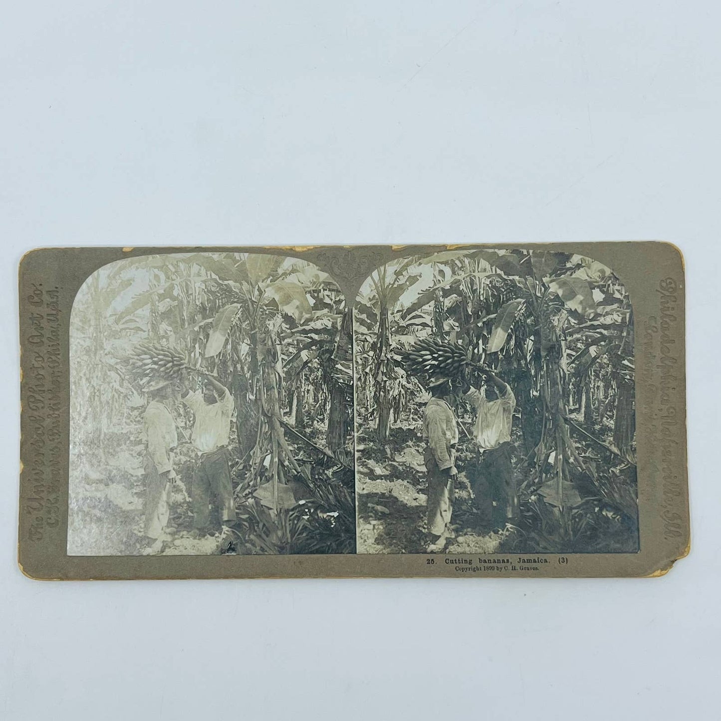 1890s Stereoview Card Locals Cutting Bananas in Jamaica SB8