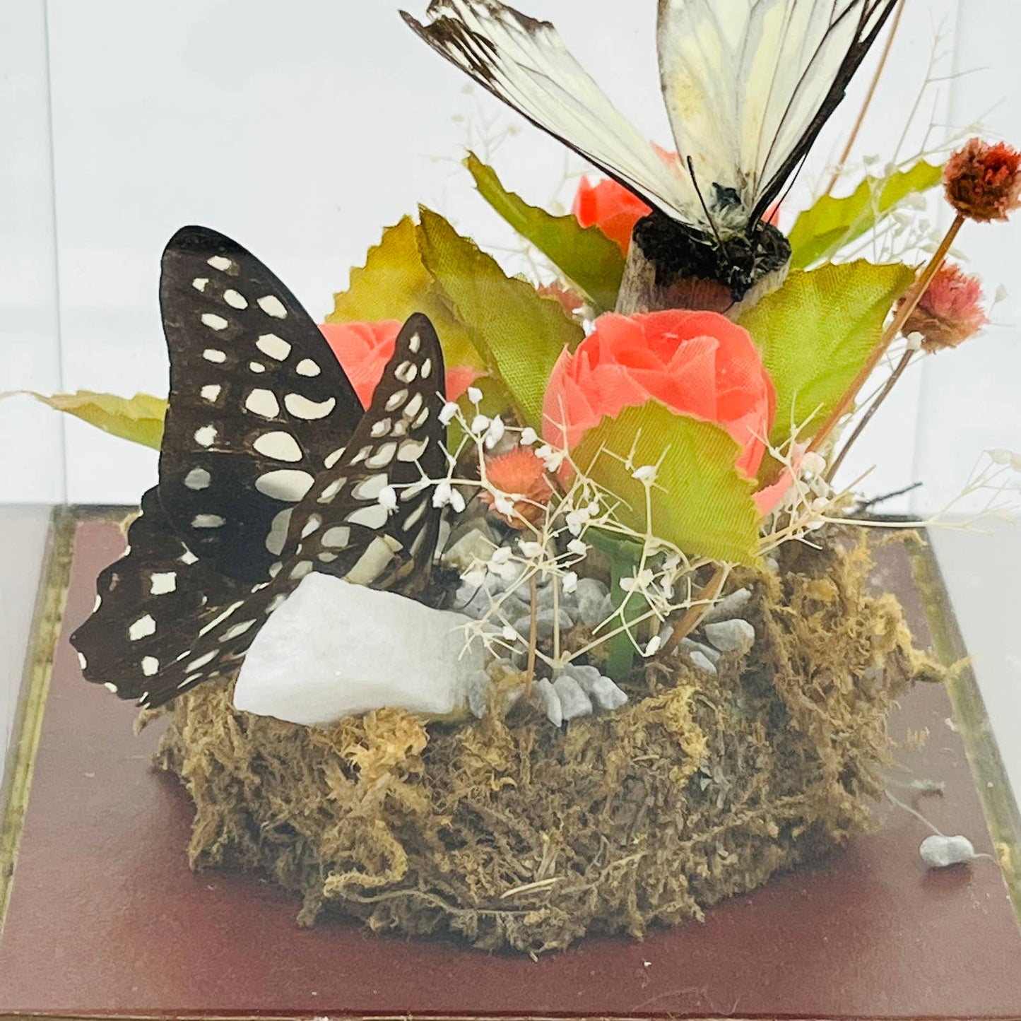 Vintage Taxidermy Butterfly Mounted Glass Box Terrarium Price Products 4.5” TD5