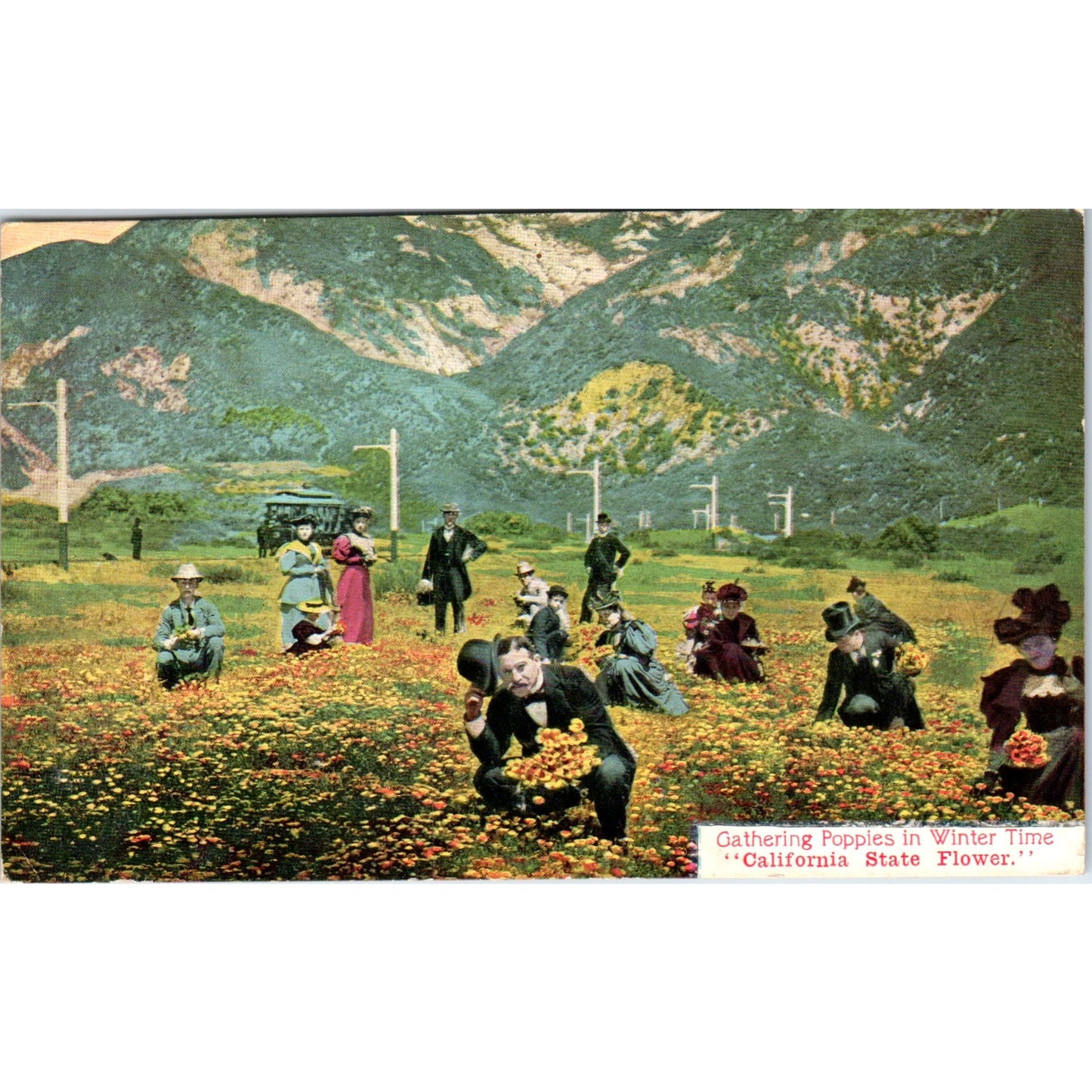 Gathering Poppies in the Winter Time California c1910 Original Postcard P1-15