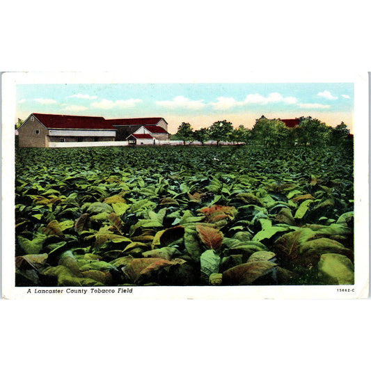 Lancaster County Tobacco Field 1947 Original Postcard TK1-24