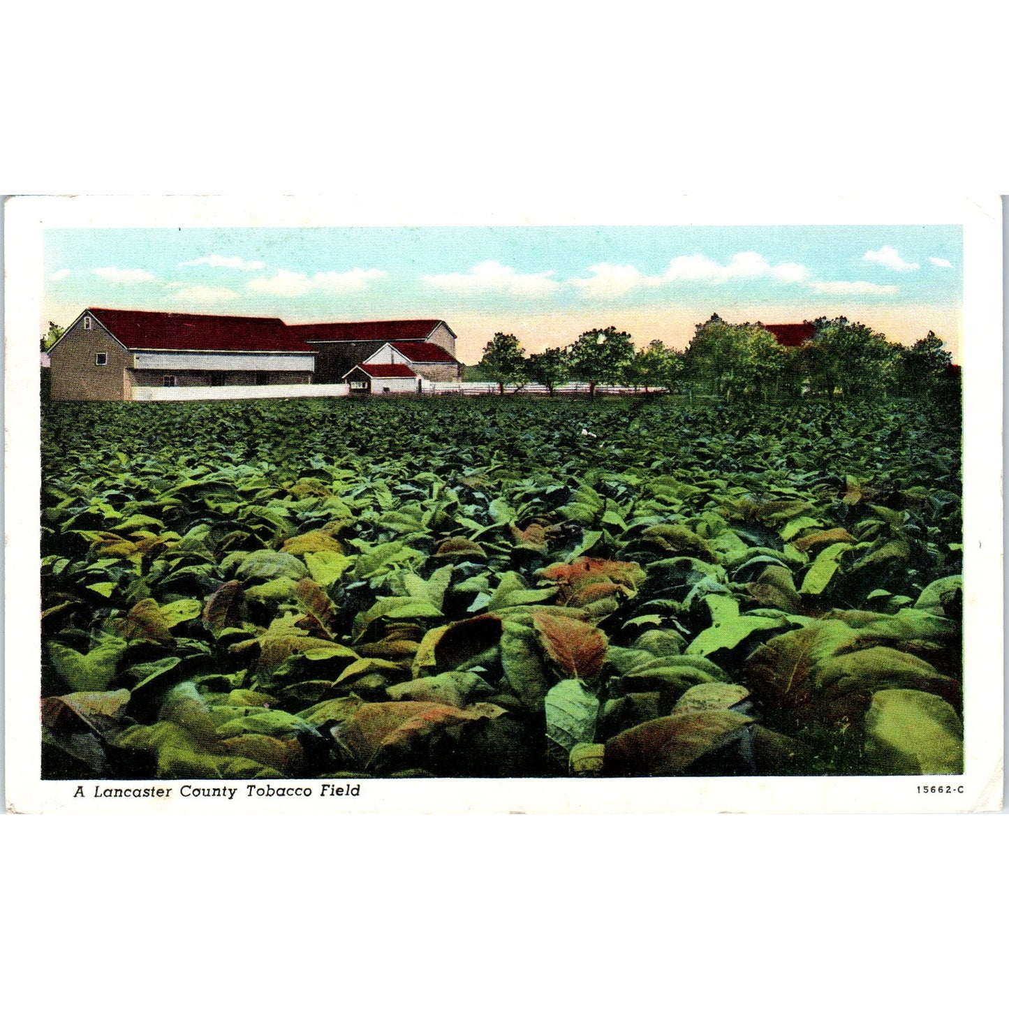 Lancaster County Tobacco Field 1947 Original Postcard P1-13