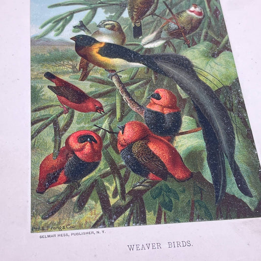 1890s Chromolithograph Selmar Hess, Louis Prang WEAVER BIRDS FL5